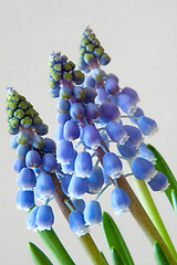Image showing Grape Hyacinth (Muscari)