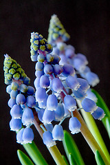 Image showing Grape Hyacinth (Muscari)
