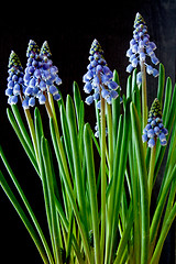 Image showing Grape Hyacinth (Muscari)