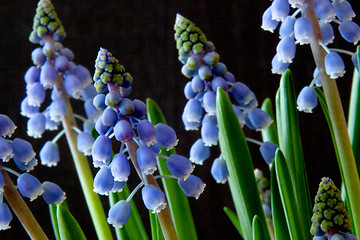 Image showing Grape Hyacinth (Muscari)