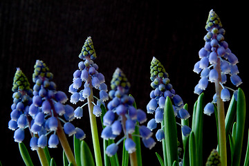 Image showing Grape Hyacinth (Muscari)