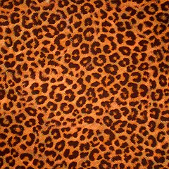 Image showing Leopard skin background or texture