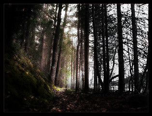 Image showing Scary Forest