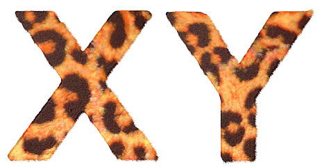 Image showing Leopard fur X and Y letters isolated