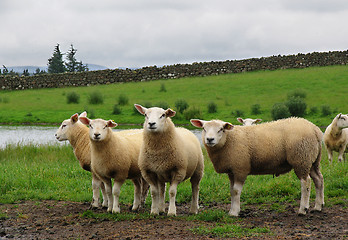 Image showing Scottish Sheep