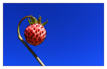 Image showing Wild Strawberry