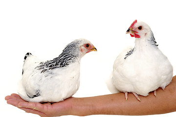 Image showing Chickens sitting on arm