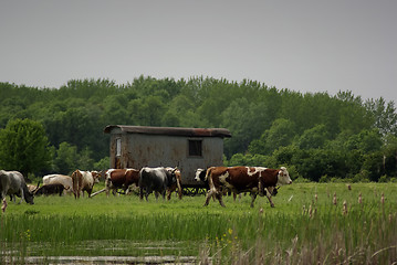 Image showing Cattle