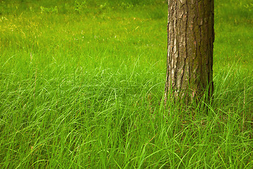 Image showing Green grass at foot of large tree