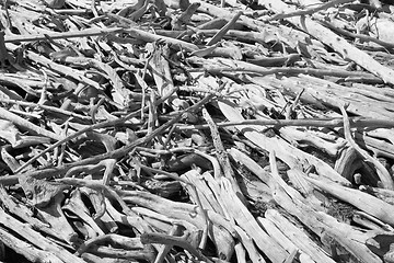 Image showing Old rotten wood on shore of Lake