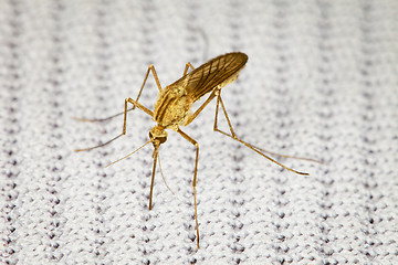 Image showing Mosquito bitten through fabric and sucks blood