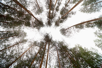 Image showing Bright sky in forest