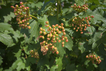 Image showing Unripe berries of guelder-rose on bush in garden