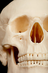 Image showing Human skull closeup