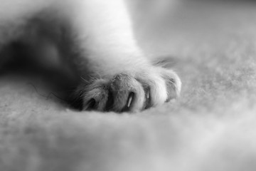 Image showing Paw