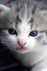 Image showing Portrait of kitten