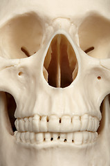 Image showing Facial part of skull close up