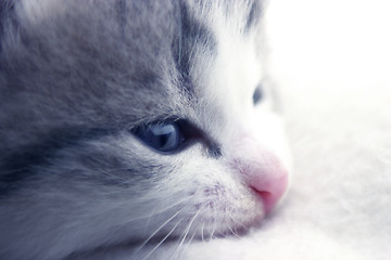 Image showing White And Grey Kitten