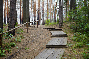 Image showing Wooden staircase in pine forest