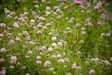 Image showing Meadow with blooming clover