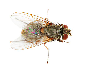 Image showing Usual fly close up