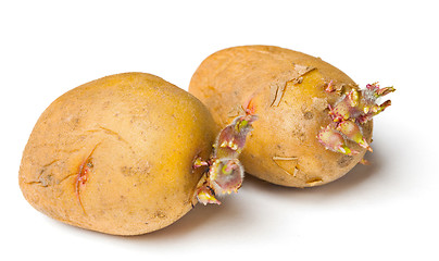 Image showing Potato seeds on white background