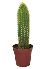 Image showing Long cactus in a pot