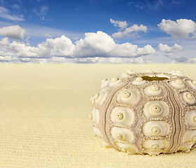 Image showing Shell of the sea urchin on beach