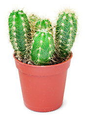 Image showing Cactus