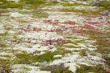 Image showing Ground covered by multicolored mosses and lichens - northern tun