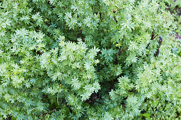 Image showing Magnificent green vegetation close up