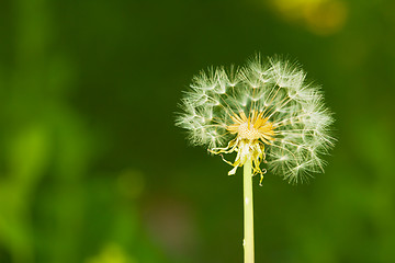 Image showing Partially bare little dandelion