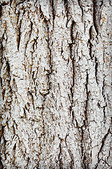 Image showing Trunk of old wood - rough bark