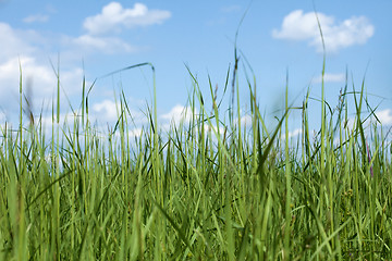 Image showing High dense grass against sky