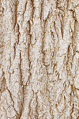 Image showing Bark of wood - natural background