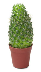 Image showing Small cactus in brown pot