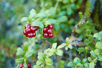 Image showing Cranberry fruit on bushes