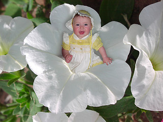 Image showing Sitting in a Petunia