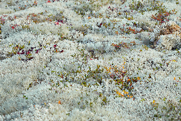 Image showing Ground covered with moss and lichen - north, tundra