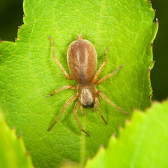 Image showing Small thick spider on green leaf