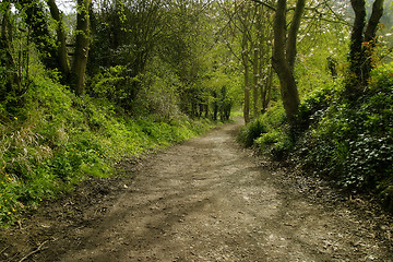 Image showing Forest Path