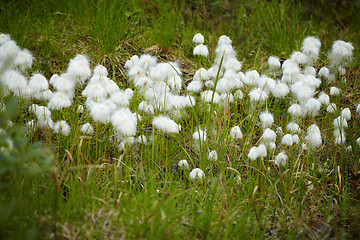 Image showing Marsh plant - cotton grass during fruiting