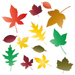 Image showing Autumnal leaves