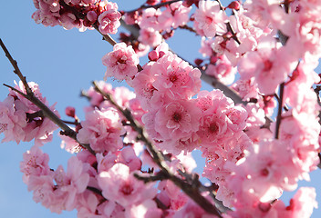 Image showing Blooming tree