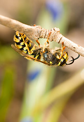 Image showing Close-up of wasp on thin branch