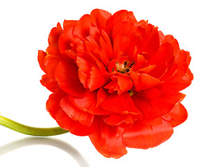 Image showing Close-up of red tulip over white