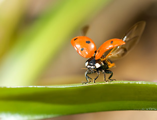 Image showing Ready to fly. Closeup of ladybug