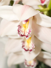 Image showing White Cymbidium or orchid flower