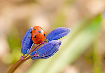 Image showing Closeup of ladybirds back on snowdrop