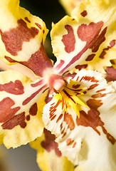 Image showing Close-up of orchid flower in Keukenhof